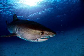 Fototapeta premium Tiger Shark