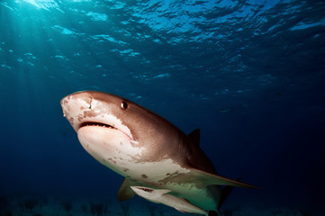 Fototapeta premium Tiger Shark