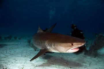 Fototapeta premium Tiger Shark