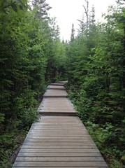 Obraz premium wooden path in the forest