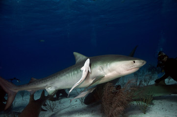 Naklejka premium Tiger Shark