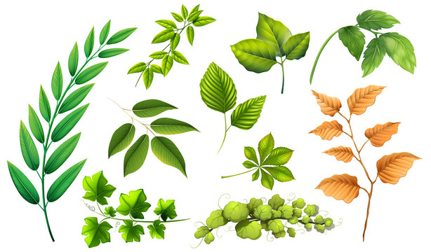 Set of different leaf
