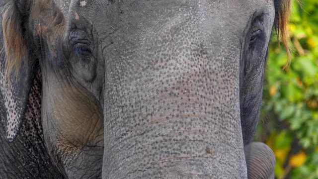 Asian elephant (Elephas maximus) face detail