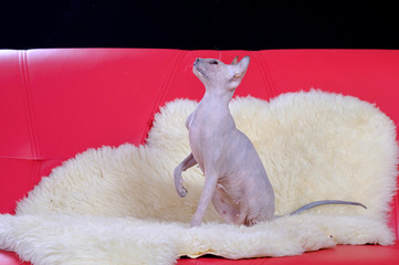 Portrait of Sphinx cat