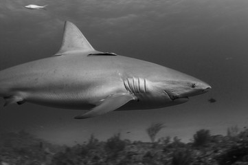 An injured Caribbean reef shark.