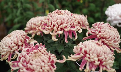 植物園の菊の花