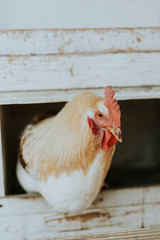 Rescued rooster in a chicken coop