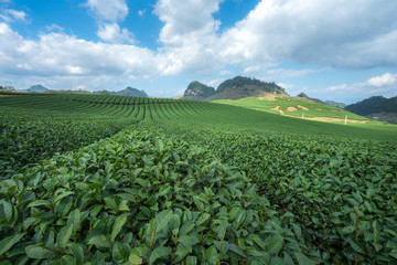 Tea plantation landscape on clear day. Tea farm with blue sky and white clouds.