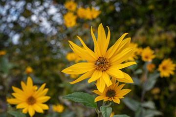 Sonnenblume
