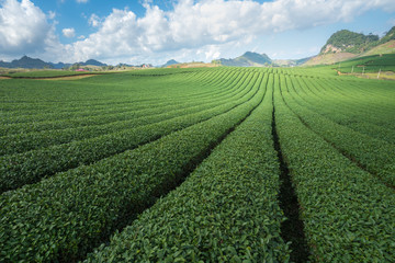 Tea plantation landscape on clear day. Tea farm with blue sky and white clouds.