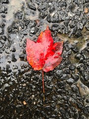 Autumn leaf