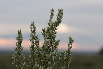wild flowers and blue sky