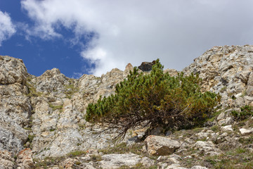 Solitary pinus mugo (mountain pine) on calcareous rocks in high mountain. Photo taken at 2400 meters of altitude.
