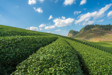 Tea plantation landscape on clear day. Tea farm with blue sky and white clouds.