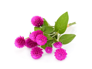 globe amaranth flower isolated on white background