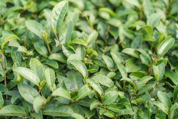 Tea leave in tea plantation