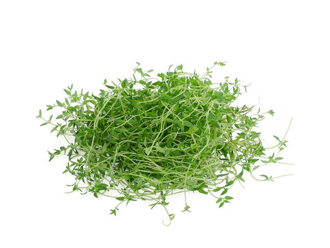 fresh green thyme isolated on white background