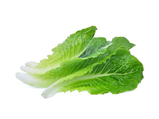 fresh baby cos,lettuce leaf isolated on white background