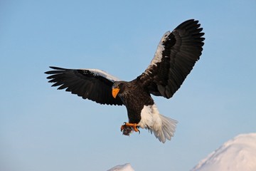 餌を運ぶオオワシ