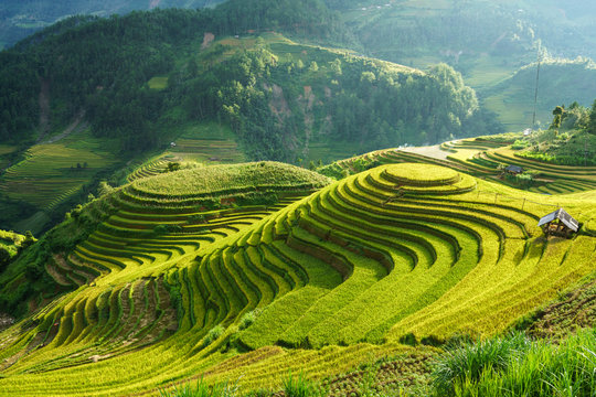 Terraced rice field in harvest season in Mu Cang Chai, Vietnam. Mam Xoi popular travel destination.