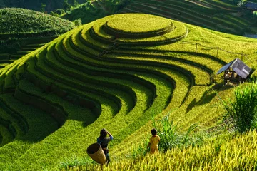 Foto op Plexiglas Mu Cang Chai Terrasvormig padieveld in oogstseizoen in Mu Cang Chai, Vietnam. Mam Xoi populaire reisbestemming.