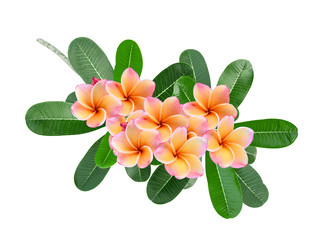 frangipani tropical flower, plumeria, Lanthom, Leelawadee flower with green leaves isolated white background