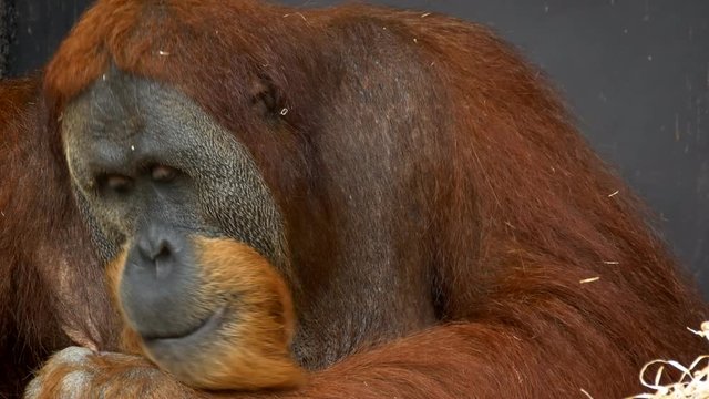 Sumatran orangutan (Pongo abelii) in zoo