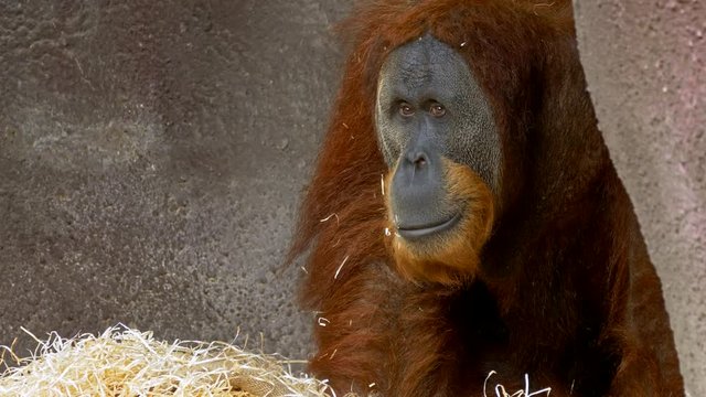 Sumatran orangutan (Pongo abelii) in zoo