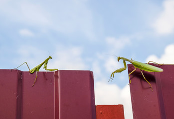 The female and the male praying mantis on a metal fence profile