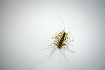House centipede. Chemical treatment and protection against termites, cockroaches, fleas, pests..