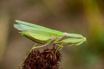 Mantis on the tong. Mating mantises. Mantis insect predator