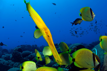 Trumpet Fish
