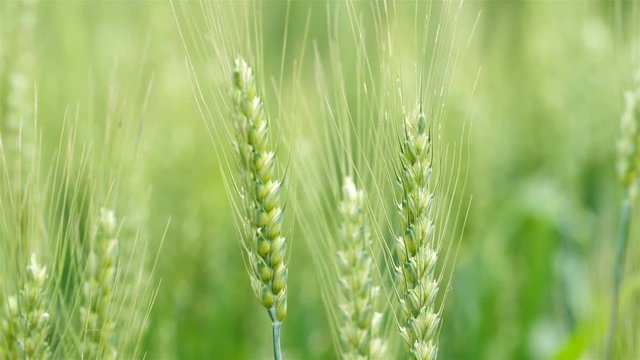 Close-up of green wheat swaying in gentle breeze.Nature background health concept.