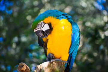 Blue-and-yellow macaw
