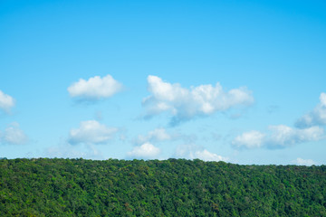 Forest and Horizon