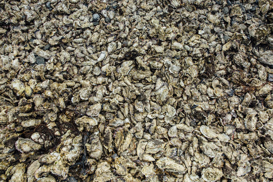 bed of oysters