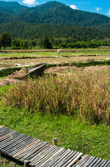 landscape  photography : Landscapes of rice fields Asia and lifestyle farmers