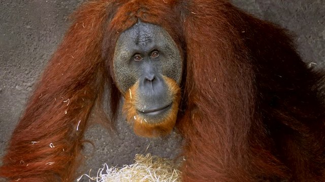 Sumatran orangutan in zoo