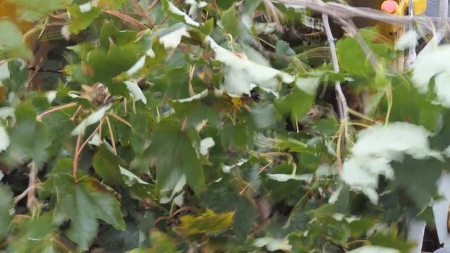Tree branches going into recycling machine.