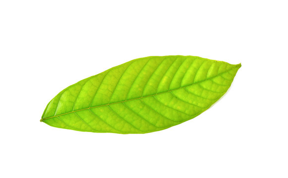 Cocoa Leaf On White Background