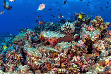 Naklejka na ściany i meble South Pacific Reef