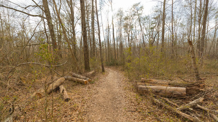 Walk along the wooden path