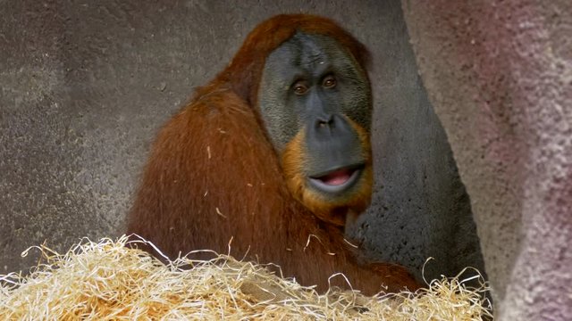 Sumatran orangutan (Pongo abelii) in zoo