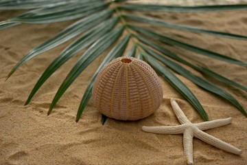 Tropical background with palm leaf , sea urchin and starfish on the beach