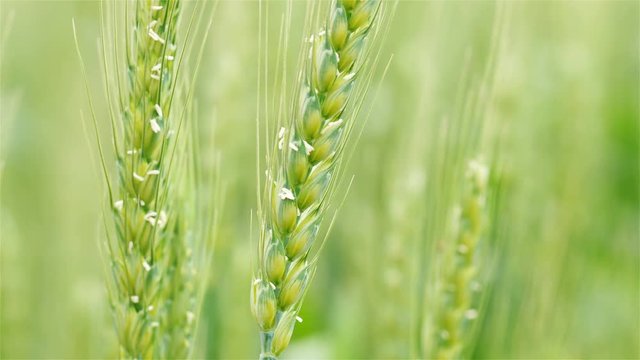 Close-up of green wheat swaying in gentle breeze.Nature background health concept.