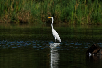 A Great Egret reflects in the water while standing tall. These large white herons will stalk along a shoreline hunting for fish and frogs. 