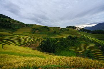 Fototapeta na wymiar Terraced rice field in harvest season in Mu Cang Chai, Vietnam.