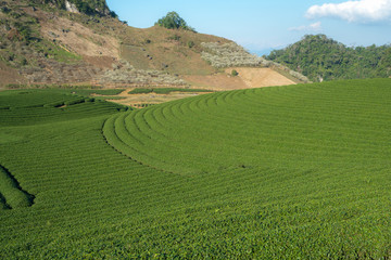 Obraz premium Tea plantation landscape on clear day. Tea farm with blue sky and white clouds.