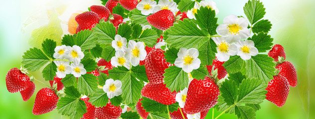  summer strawberries background