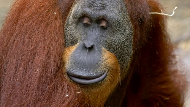 Sumatran orangutan (Pongo abelii) in zoo